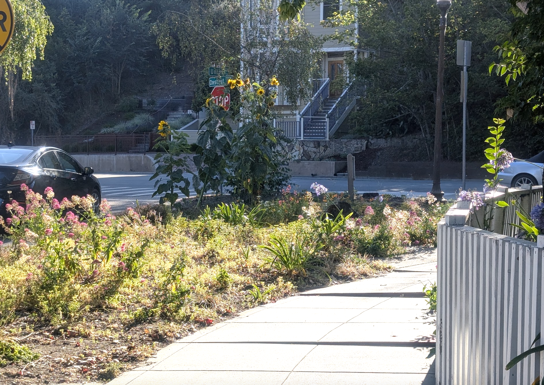Street-side planting with flowering plants along a sidewalk on Union Street in Santa Cruz, California.